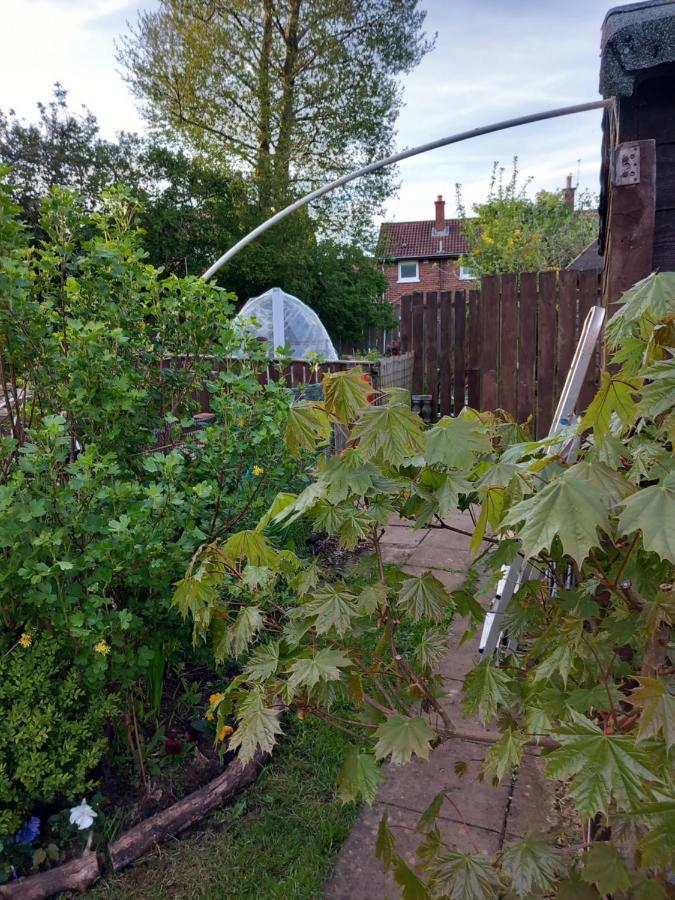 Waveney Villa Belfast Eksteriør bilde